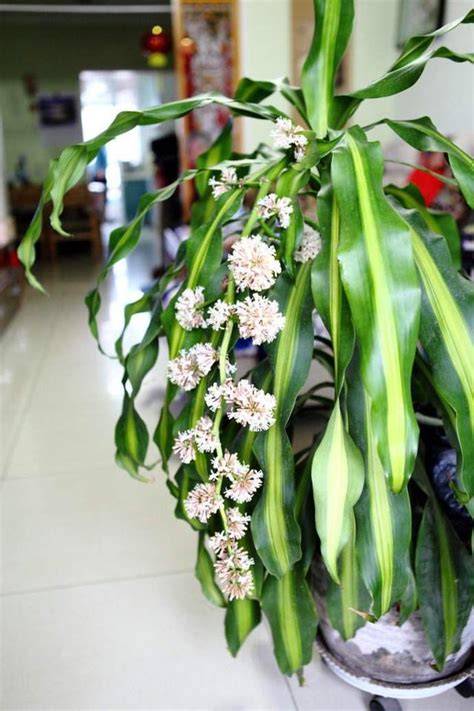 巴西 鐵樹開花 象徵 什麼|原來「巴西木」開花，寓意這麼大